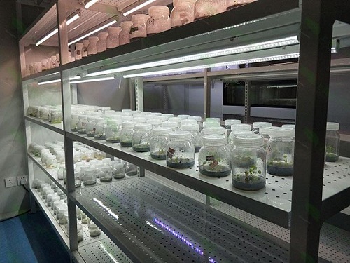 阿巴嘎植物组织培养实验室设计建设方案